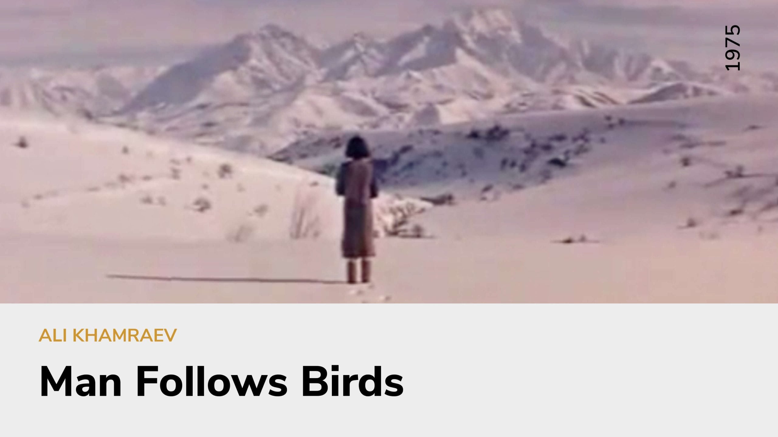 Man Follows Birds
