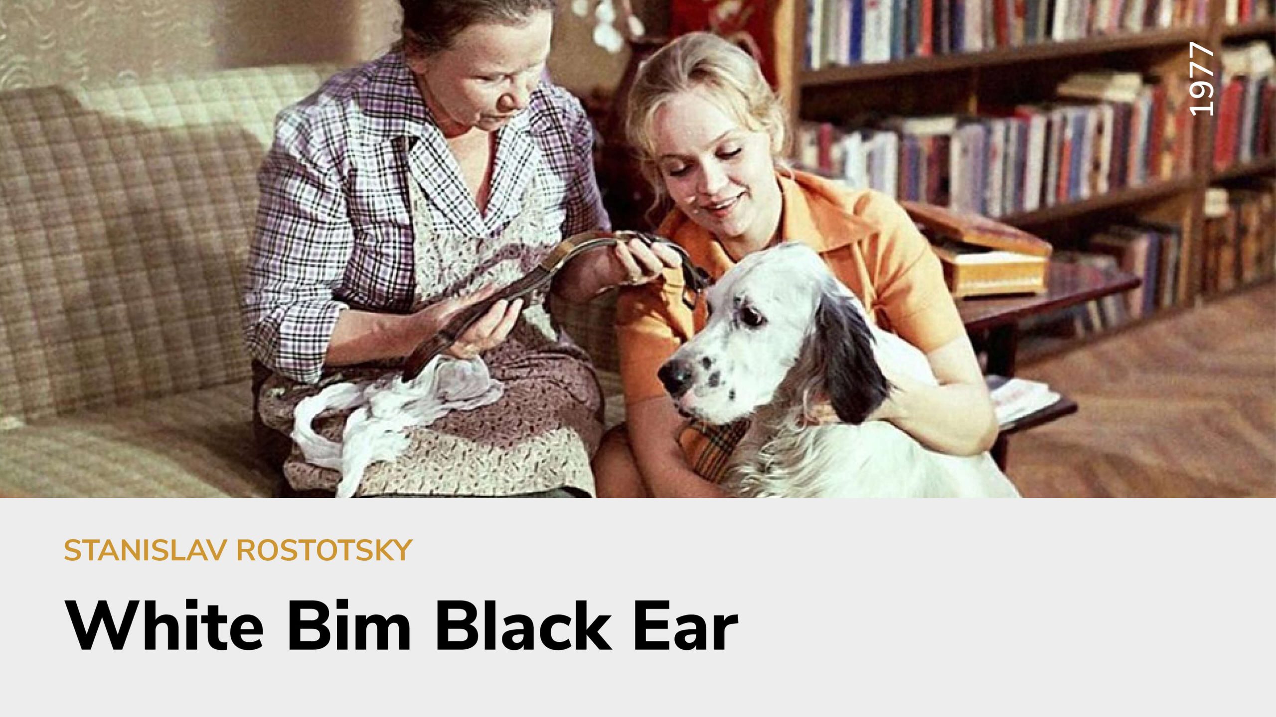 White Bim Black Ear
